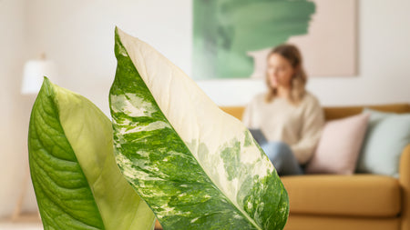 Monstera Mayuna Has Arrived