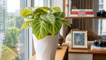 Meet Your New Plant Crush: Tinker Bell 