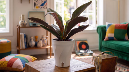 Now Introducing Philodendron insigne Purple
