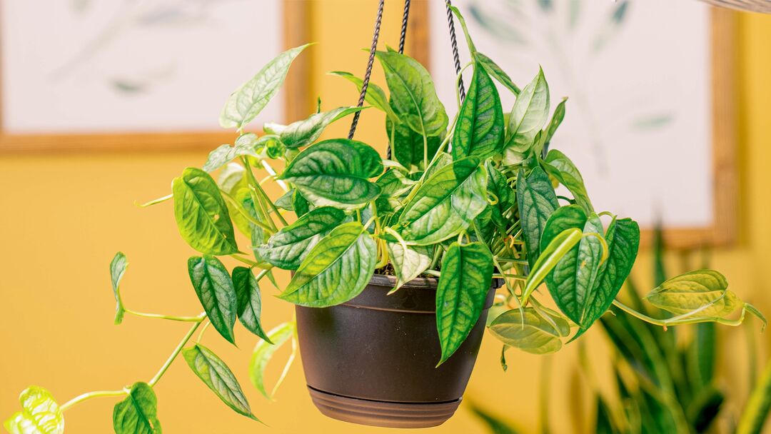 Make Way for Monstera siltepecana 