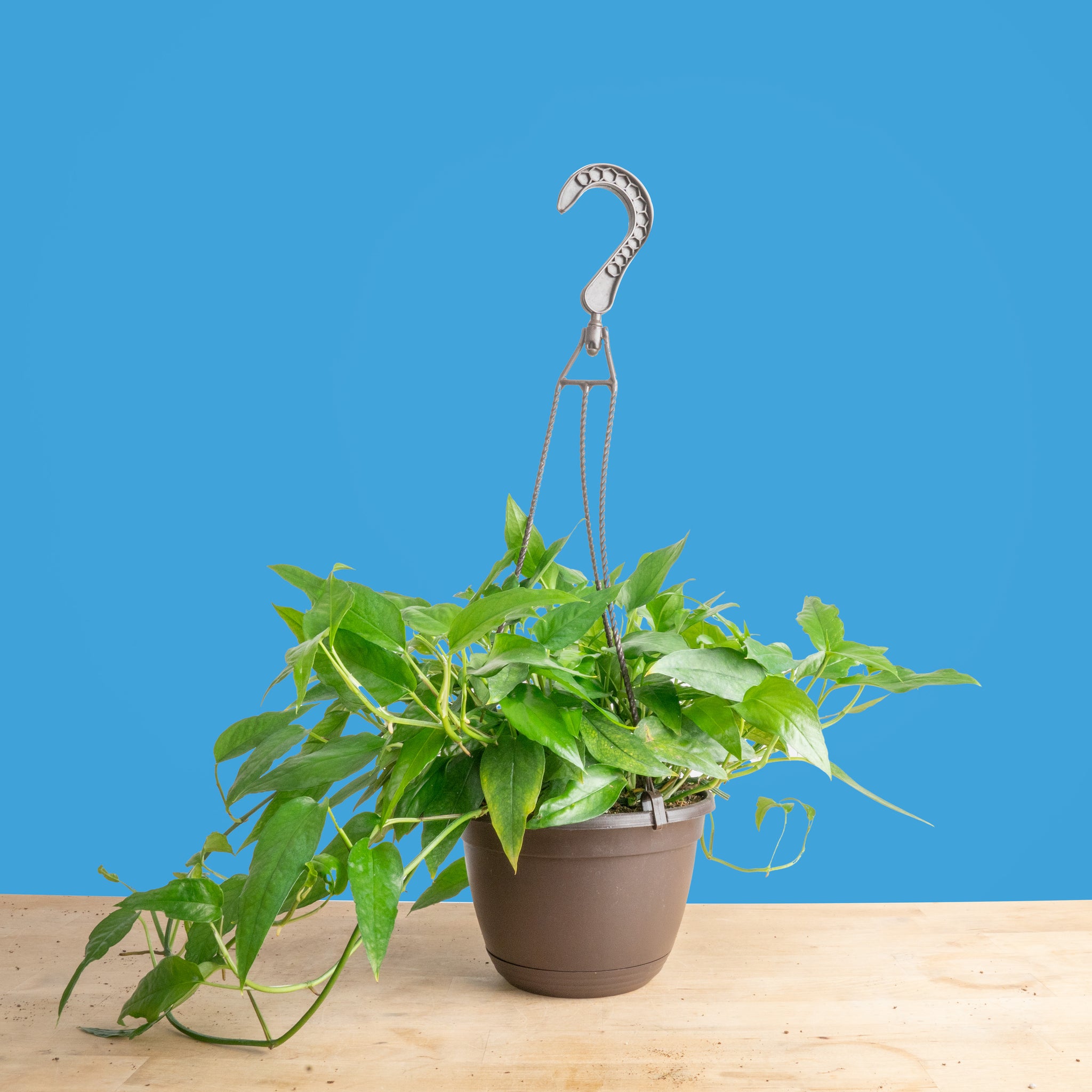 pothos skeleton key Skeleton Key Pothos