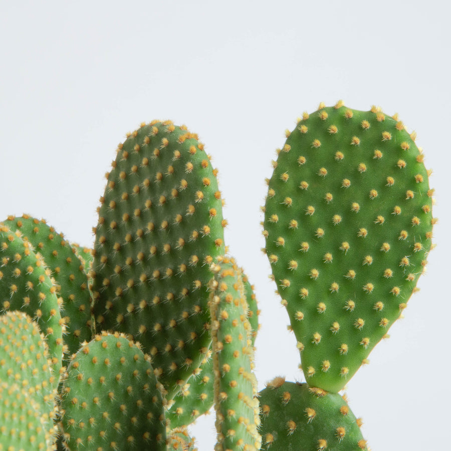 An closeup image of Opuntia Pallida cacti showing it's fuzzy spikes  & clusters. 
