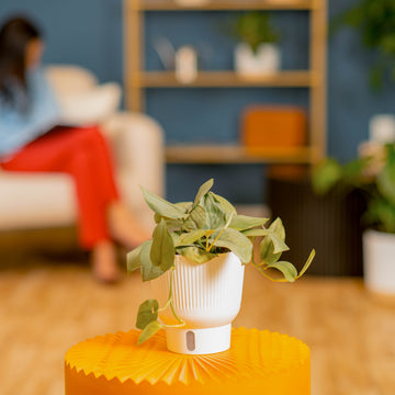 Scindapsus Platinum Java | medium – Costa Farms