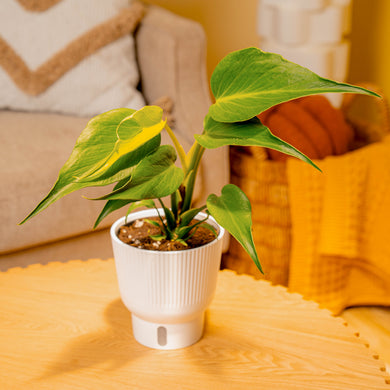 その他観葉植物 Monstera burle marx's flame Monstera Burle Marx Flame | medium – Costa Farms