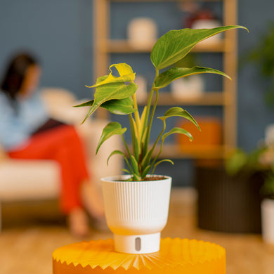 Monstera Burle Marx Flame | medium – Costa Farms