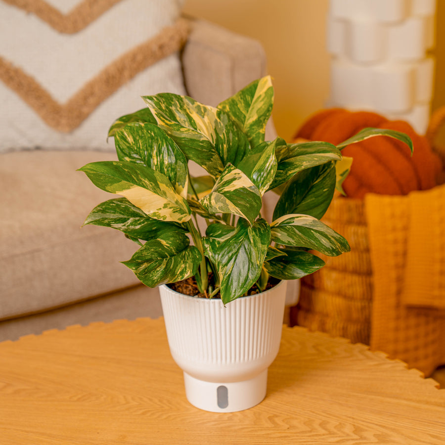 Monstera Lechleriana Albo | medium