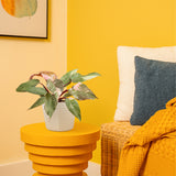 Pink Princess Philodendron | medium