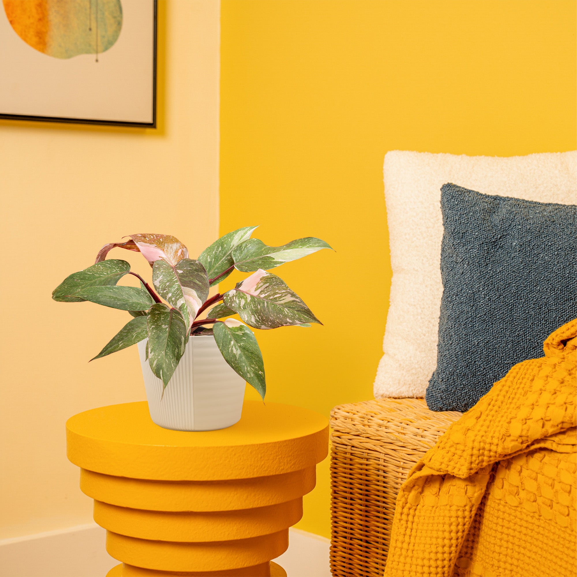 Pink Princess Philodendron | medium