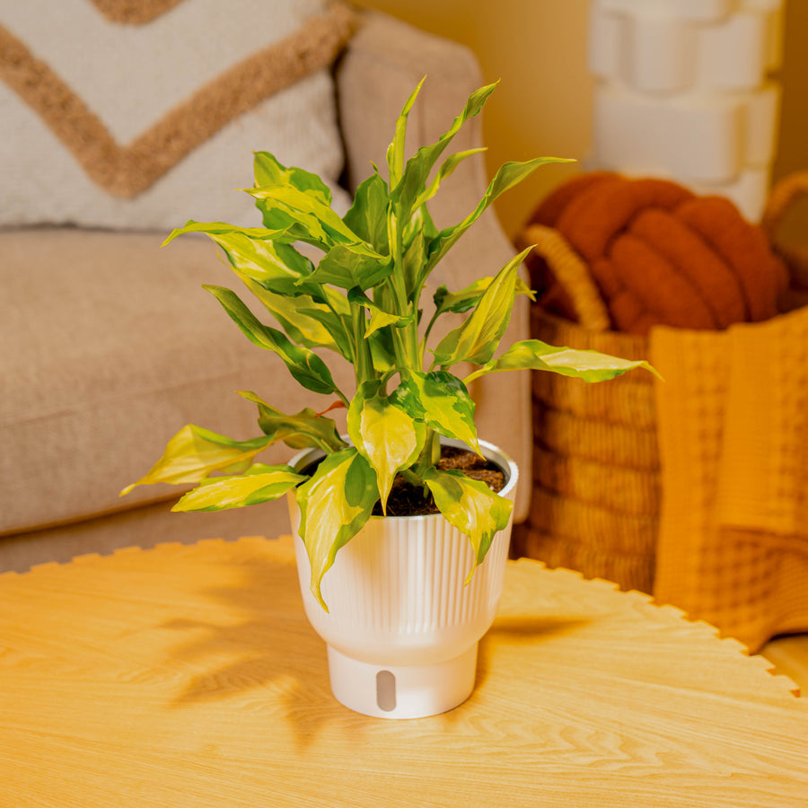 Spathonema Aglaonema | medium