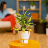Spathonema Aglaonema | medium
