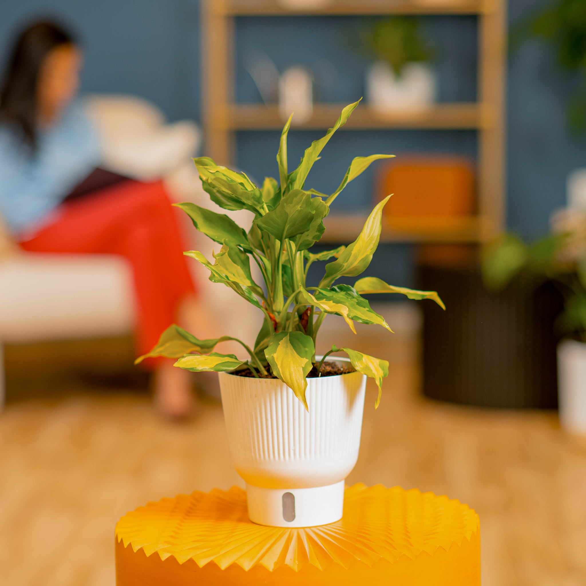 Spathonema Aglaonema | medium