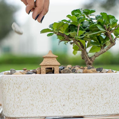 Costa Farms DIY Grower's Choice Bonsai Indoor/Outdoor Plant Kit, Average Shipping Height 7 in. Tall