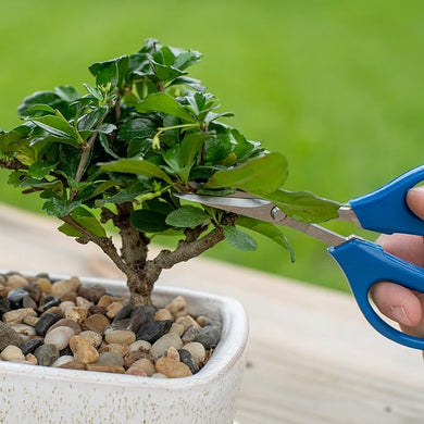 Costa Farms DIY Grower's Choice Bonsai Indoor/Outdoor Plant Kit, Average Shipping Height 7 in. Tall
