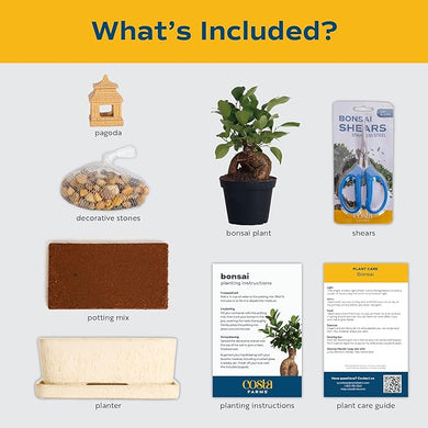 DIY Bonsai Kit – Costa Farms