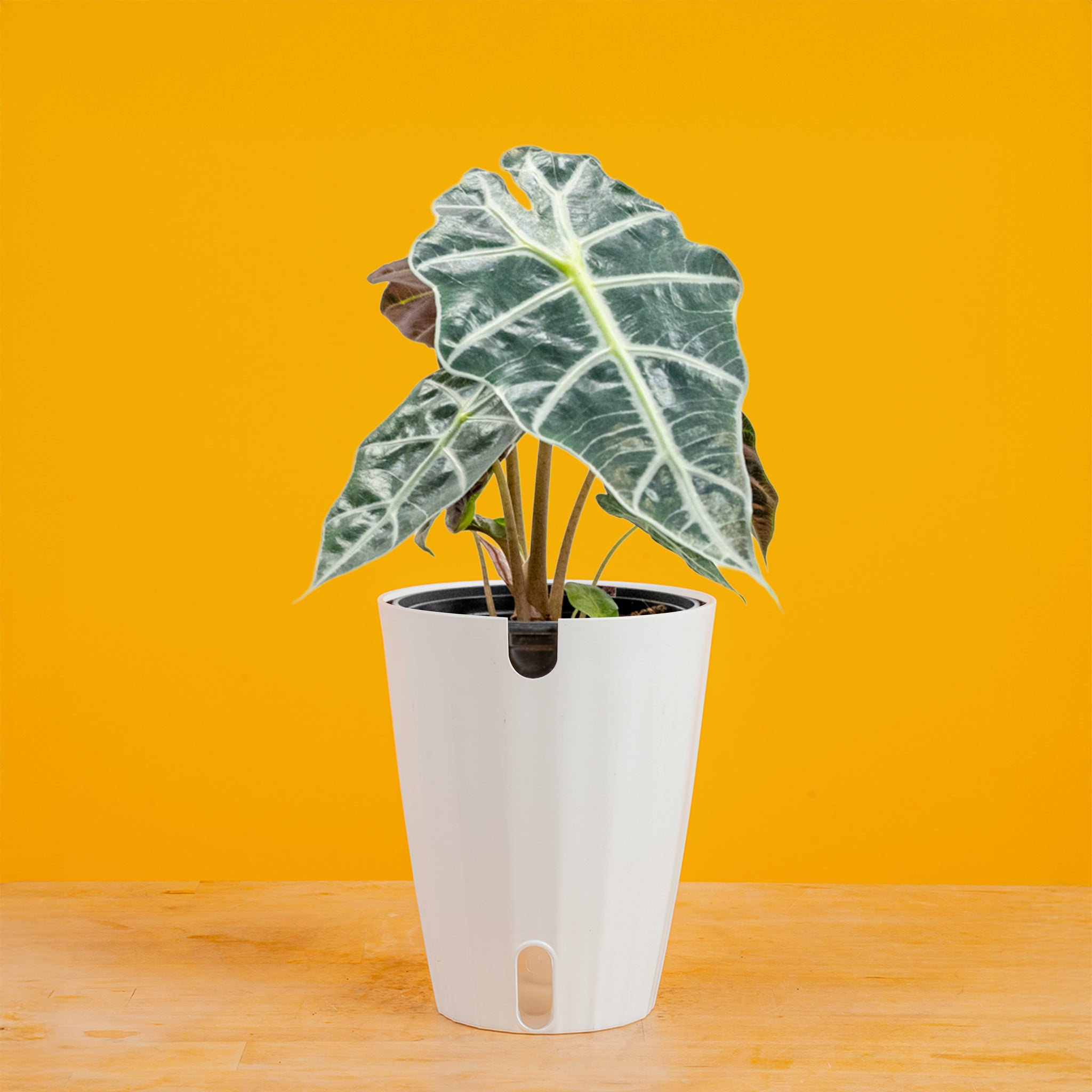 philodendron amazonica Alocasia Polly