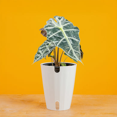 Alocasia Polly