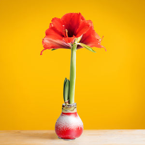 1 - An Amaryllis plant with a bright red bloom sits on a light wooden table with a yellow backdrop. 