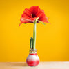 1 - An Amaryllis plant with a bright red bloom sits on a light wooden table with a yellow backdrop. 