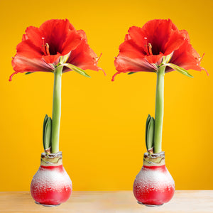 2 - An Amaryllis plant (2-pack) with a bright red bloom sits on a light wooden table with a yellow backdrop. 