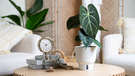 Anthurium magnificum has joined the lineup!