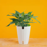 Baltic Blue Pothos | medium