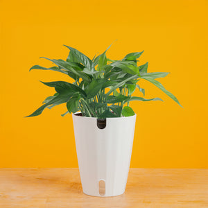 baltic blue pothos variegated Baltic Blue