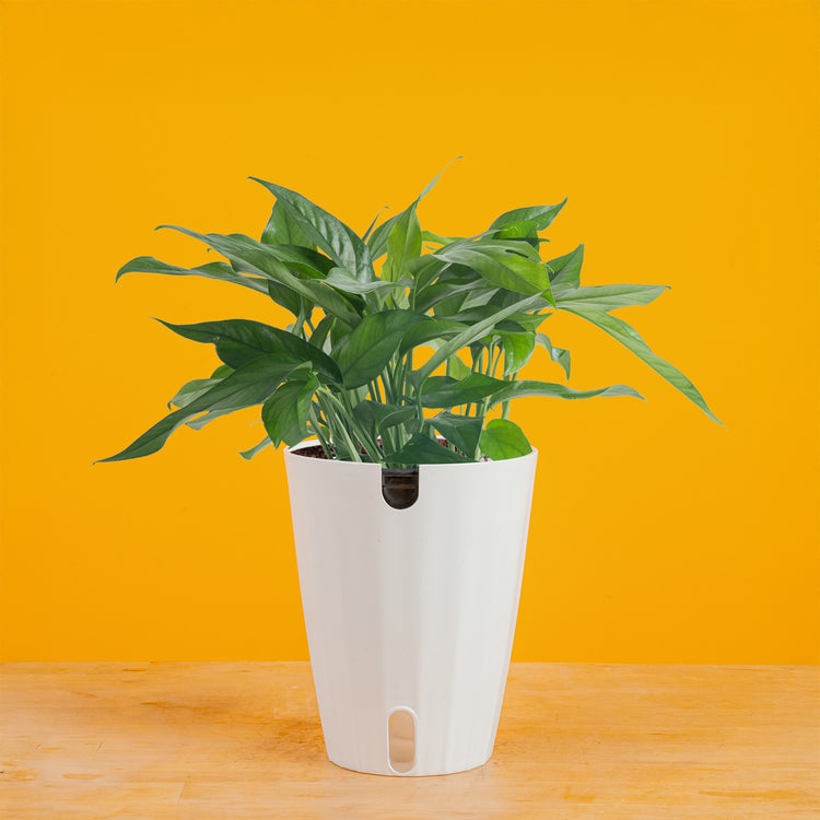 baltic blue pothos lowes Baltic Blue Pothos