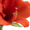 A closeup image of the Amaryllis plants' bright red bloom. 