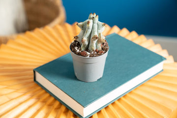 san benedetto cactus Stenocereus Beneckei Cactus