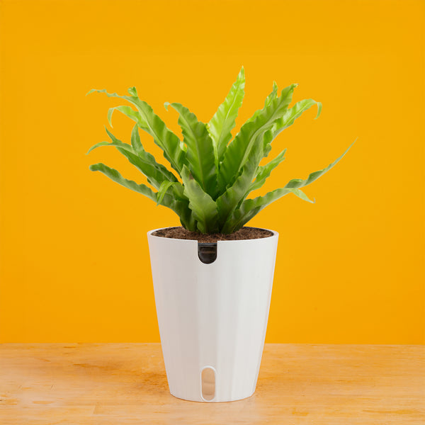 bird nest ferns for sale Bird's Nest Fern – Costa Farms