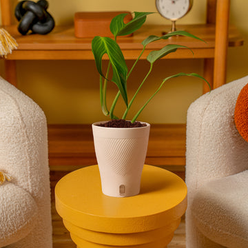 monstera flame Monstera Burle Marx Flame