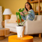 Monstera Burle Marx Flame | medium