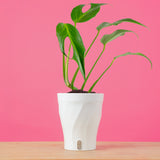 Monstera Burle Marx Flame | medium