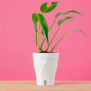 Monstera Burle Marx Flame | medium