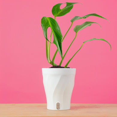 monstera plant lowes Monstera Burle Marx Flame