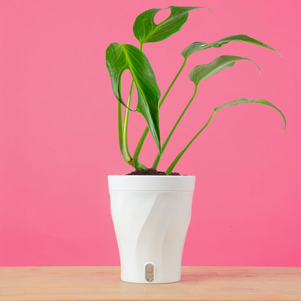 Monstera Burle Marx Flame | medium – Costa Farms