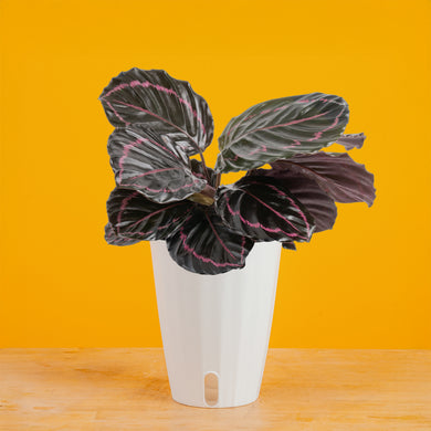 calathea dottie prayer plant Calathea Dottie