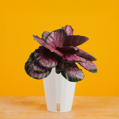 pot plant pink Calathea Pink Star