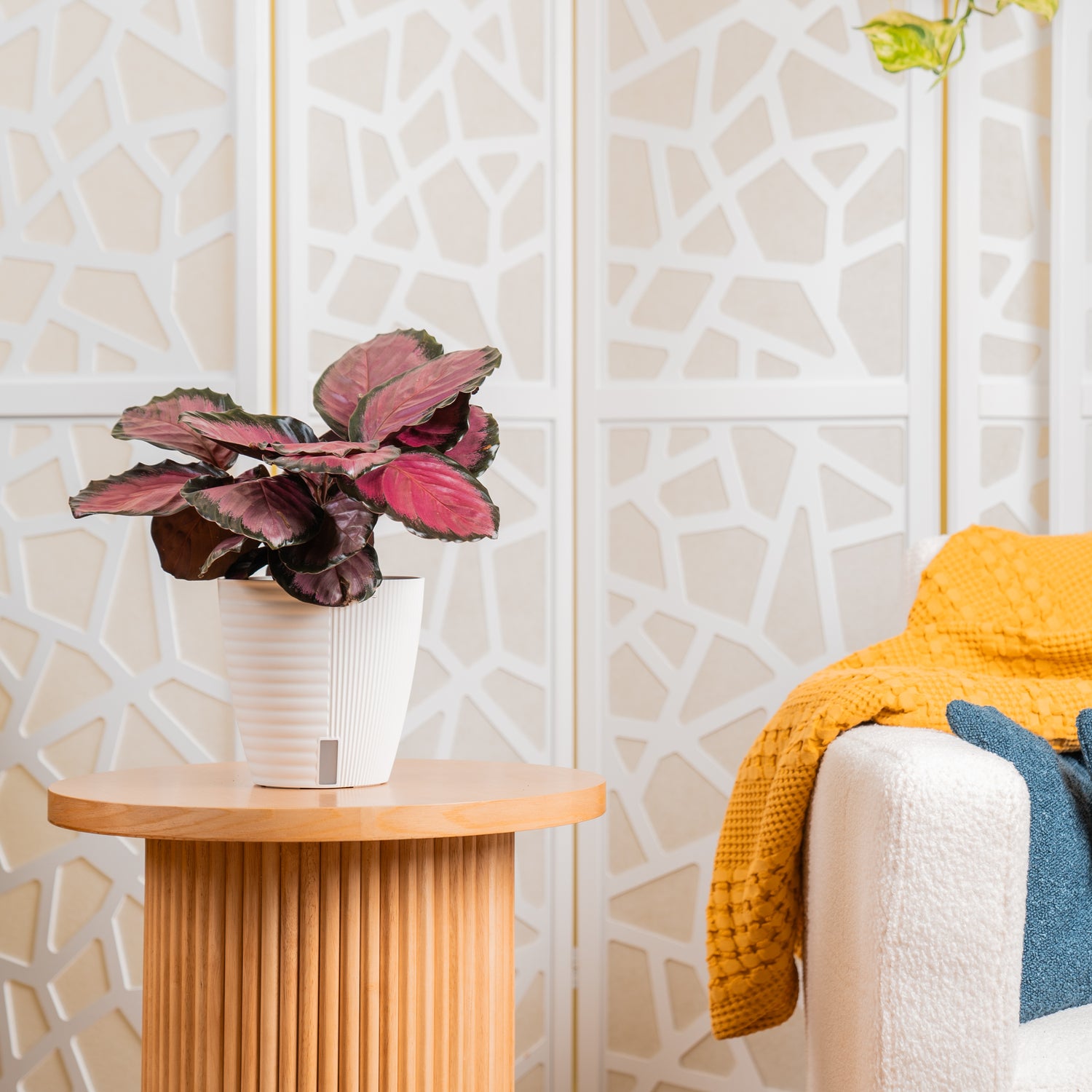 A calathea Pink Star plant sits on a light wooden table. The plant is in a white self-watering decor pot.