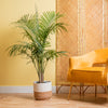 A Majesty Palm plant sits in a two-tone weave basket.