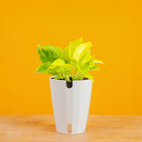 Epipremnum Champs Élysées | medium