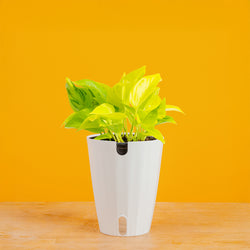 Scindapsus Platinum Java | medium