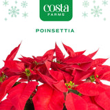 Poinsettia | small