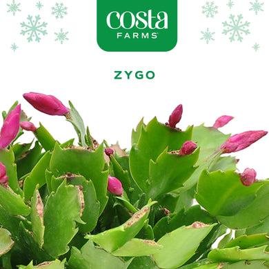 cactus amazon Zygo Holiday Cactus