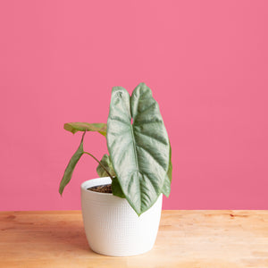 alocasia corazon plant in a 6in white textured mixed material planter set against a bright pink background the plant is on a wooden table the leaves are oval shaped and come to a point and feature a shiny olive toned color to the leaves