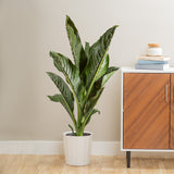 lifestyle showcase of large dieffenbachia crocodile plant in 10in diameter white pot sitting in someones brightly lit living room next to a cabinet
