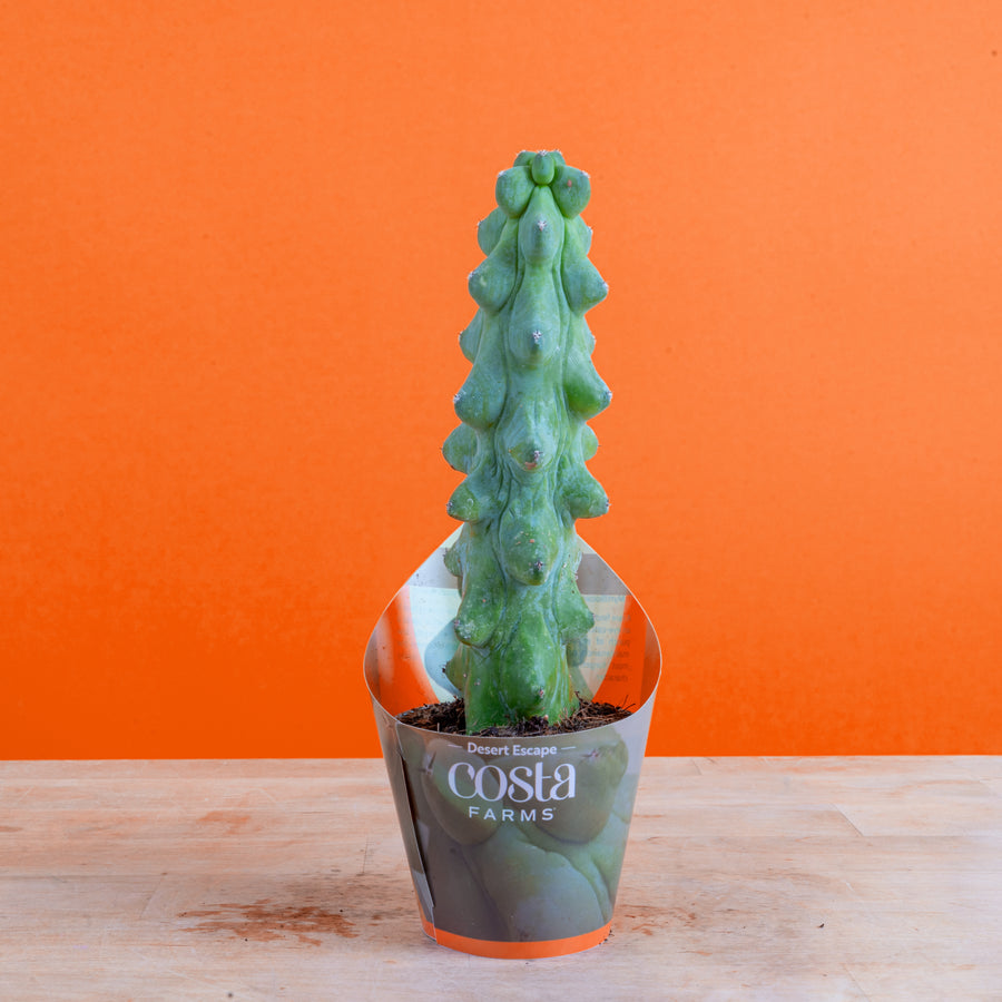 Fukuro Cactus | teacup