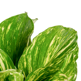 Variegated Kaempferia | medium