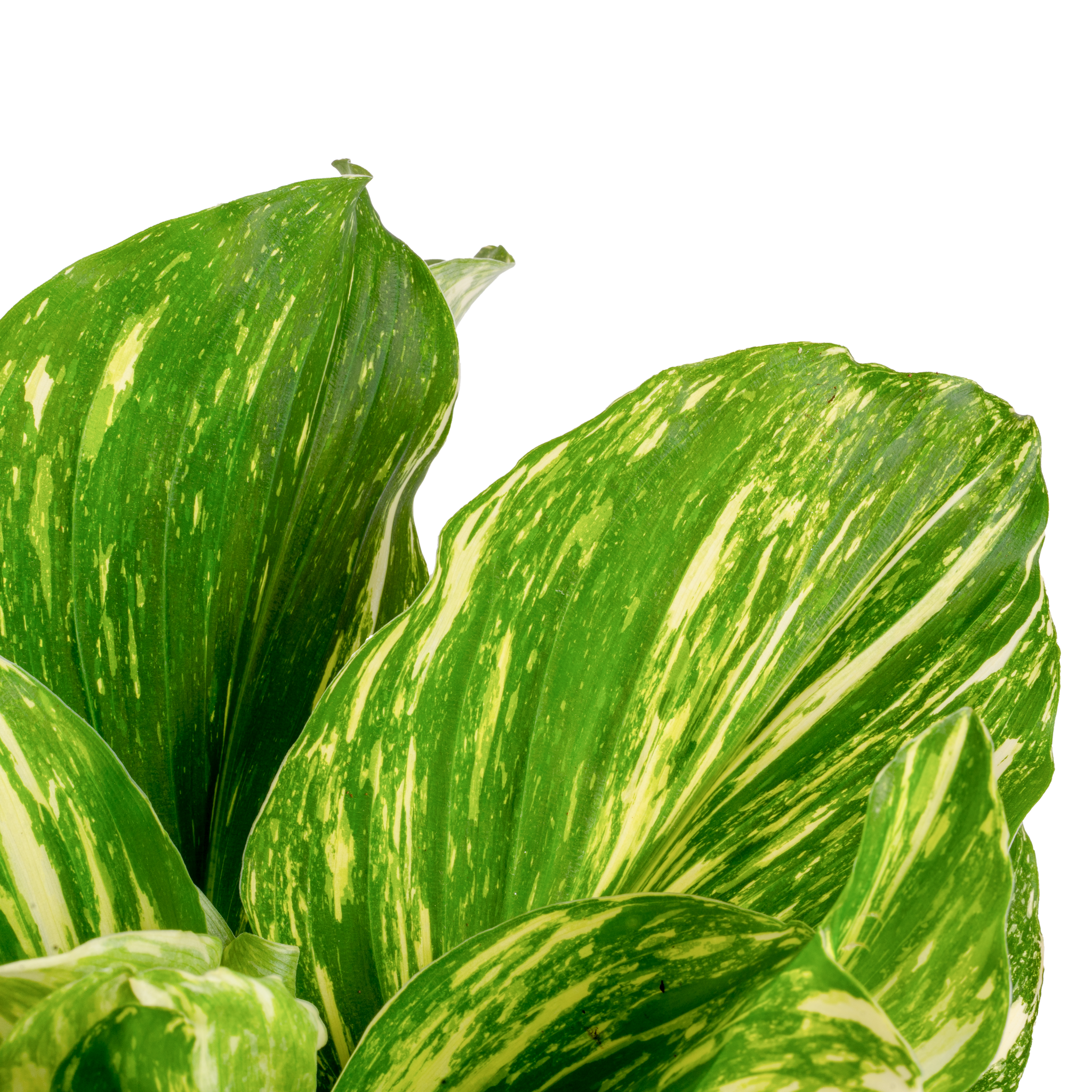 Variegated Kaempferia | medium