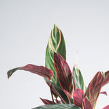 close up view of the stromanthe tristar foliage to showcase the creams, greens, reds and pinks featured on the leaves